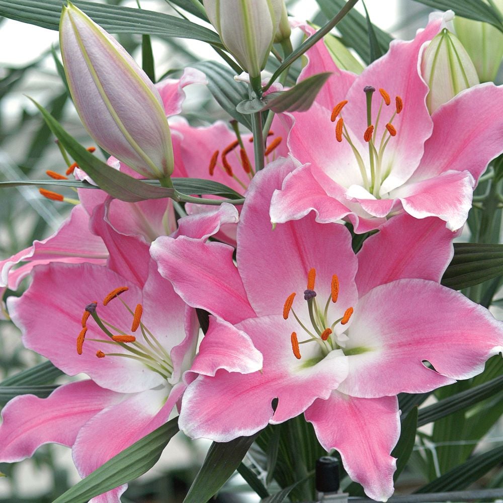 Lilium Mix - The Perfumed Garden | White Flower Farm