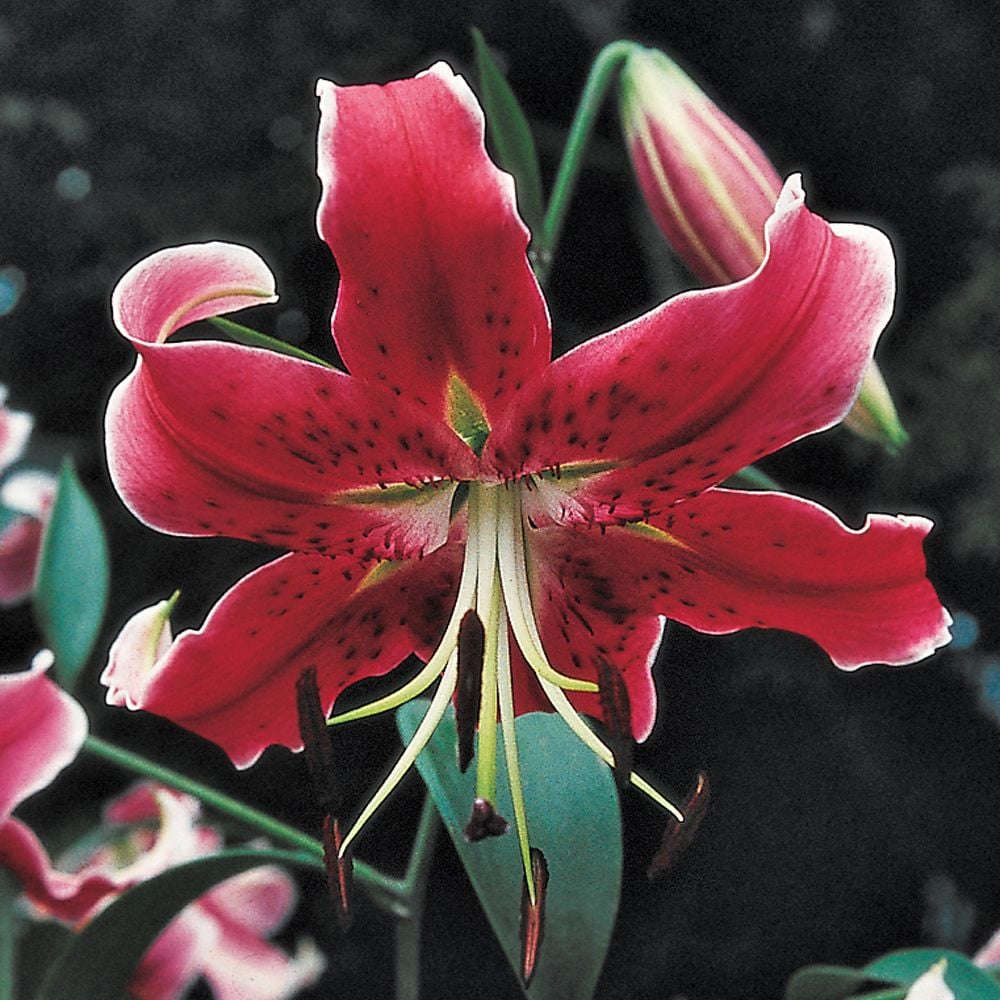 Lilium Mix - The Perfumed Garden | White Flower Farm