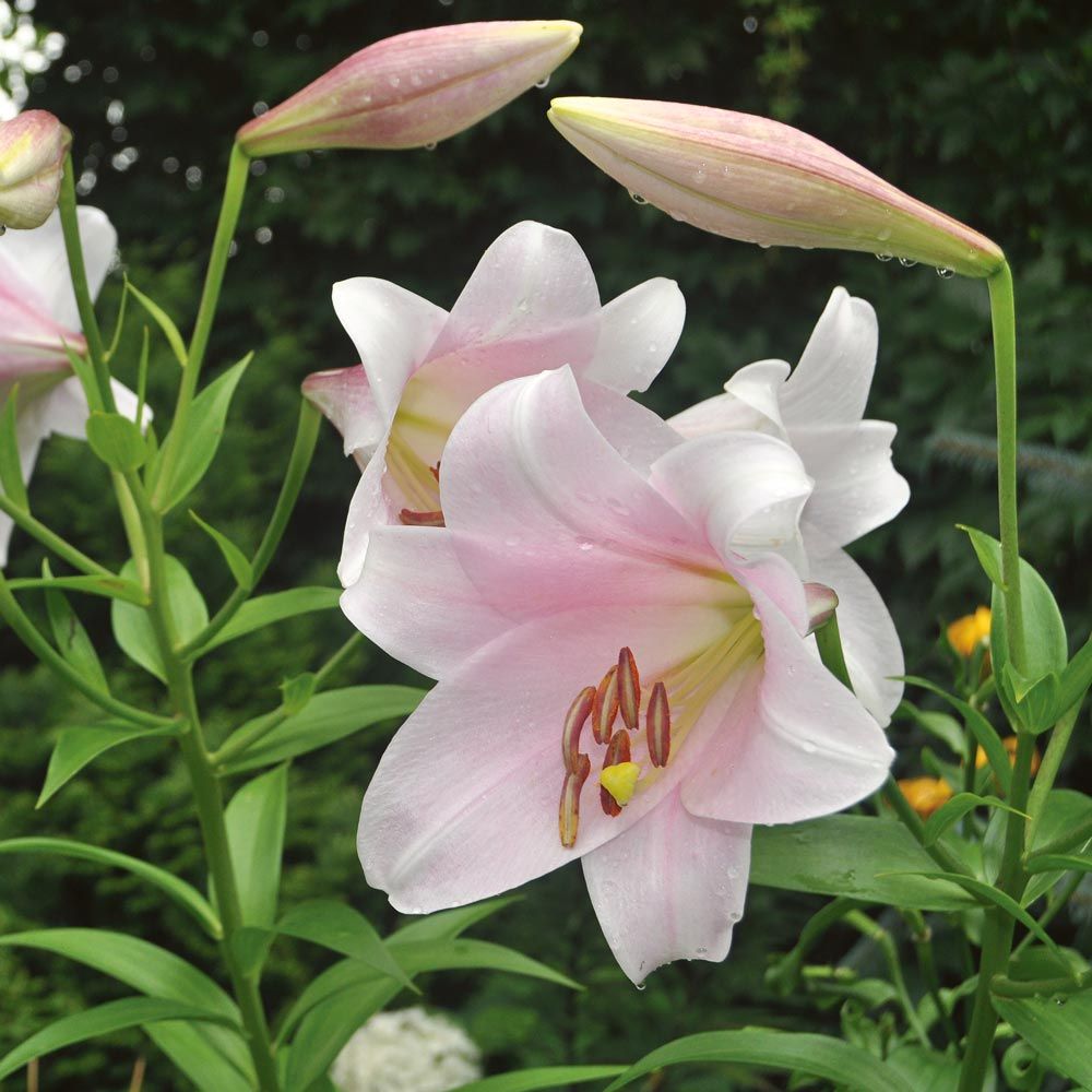 Oriental Lilium Mix - The Perfumed Garden | White Flower Farm