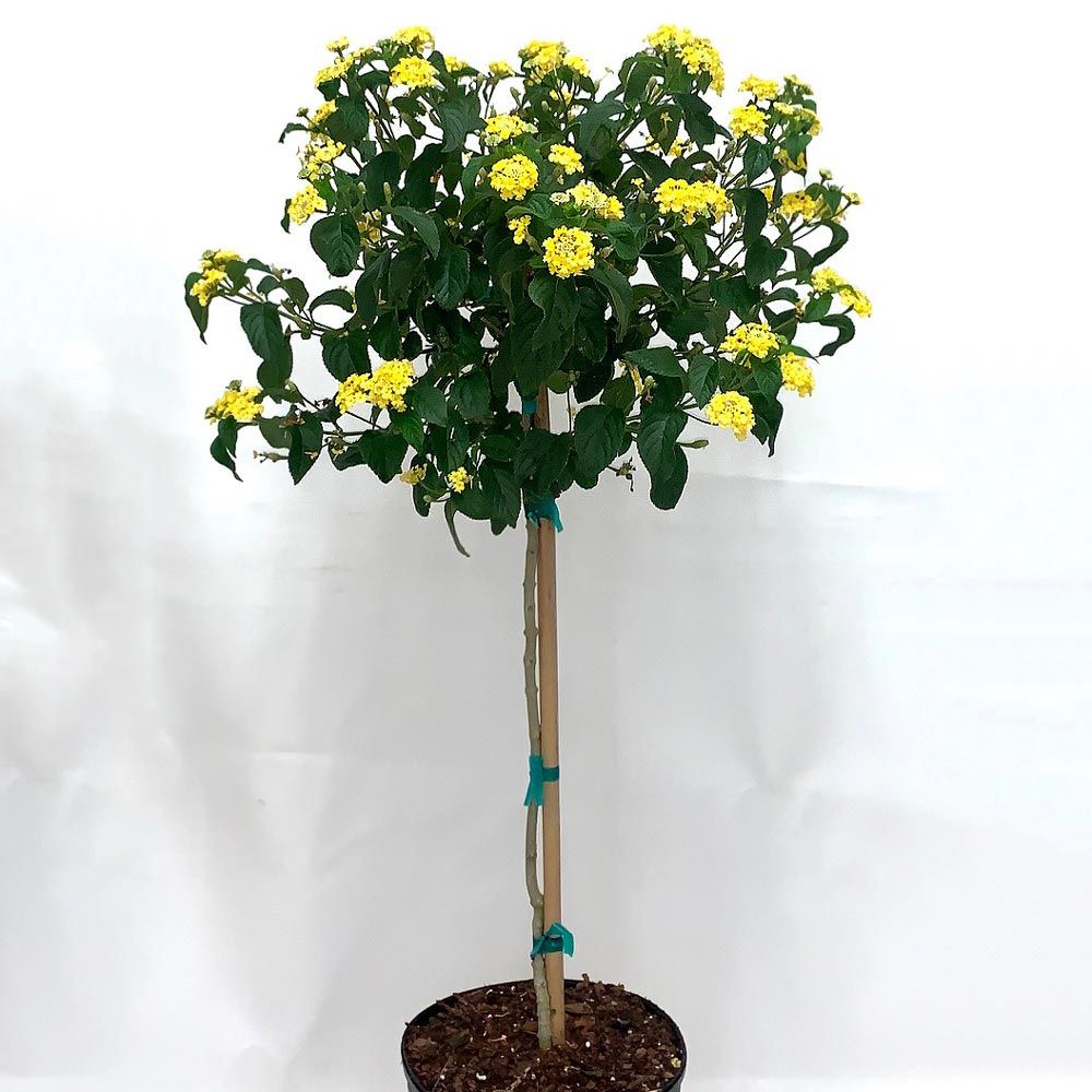 Yellow Lantana Topiary | White Flower Farm