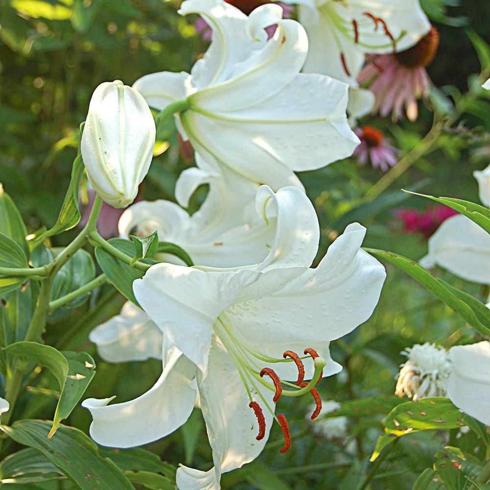 Lilium 'Casa Blanca