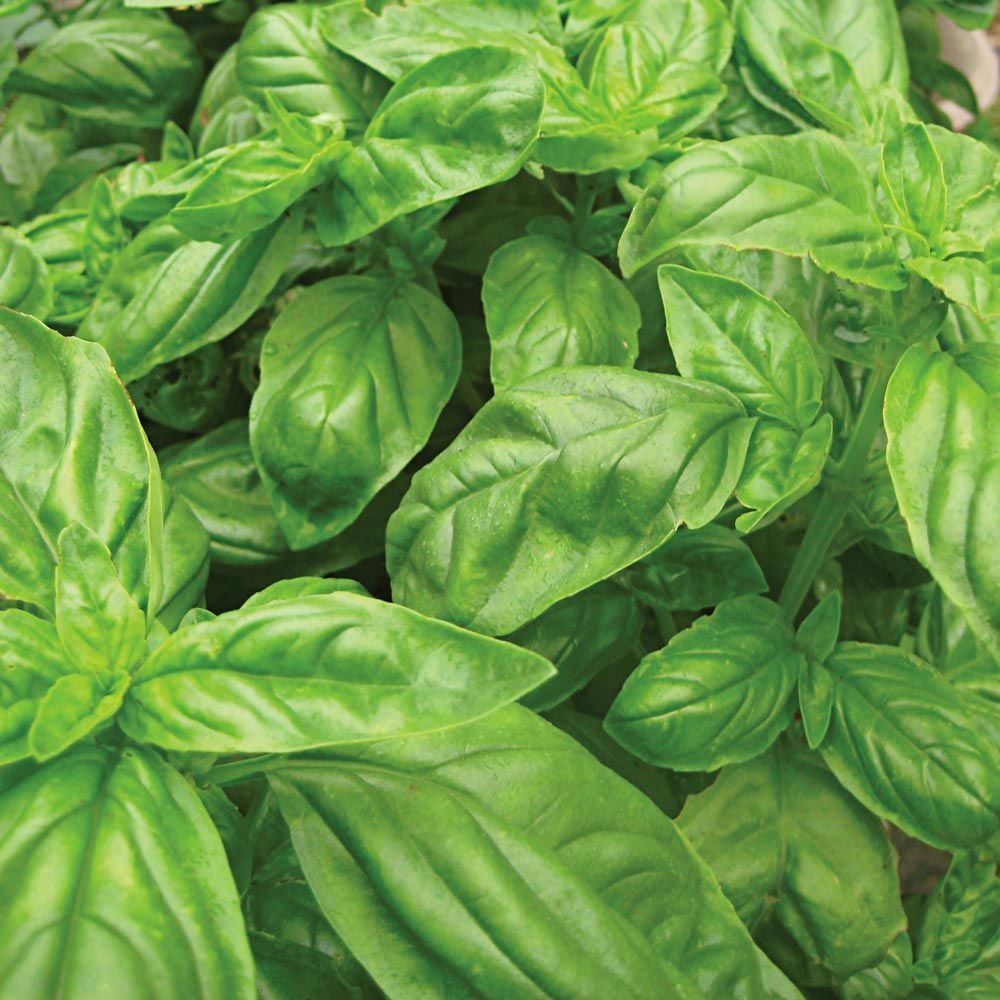 Basil 'Caesar'