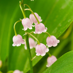  Convallaria majalis 'Rosea' Lily-of-the-Valley