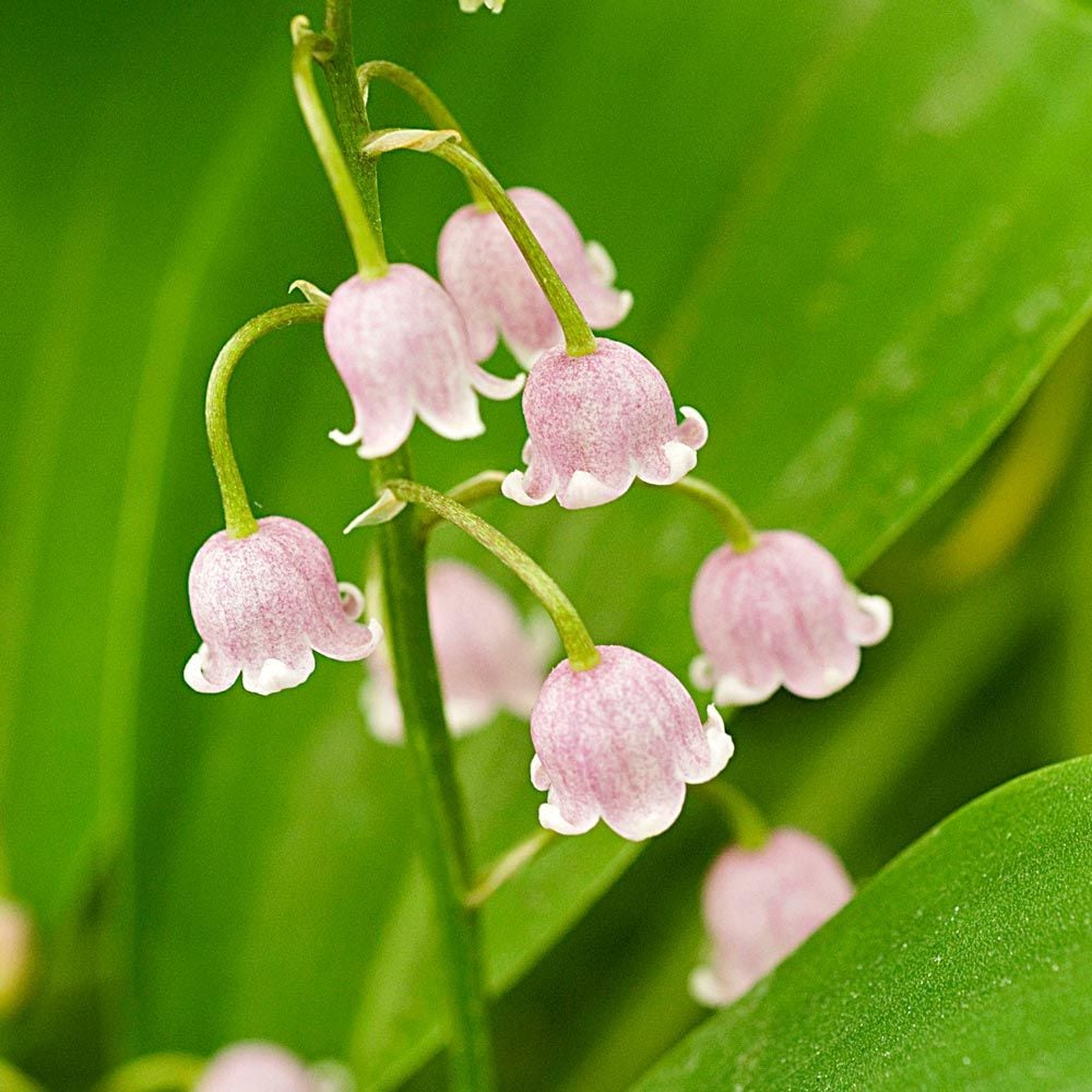 Shade Perennials: Lily-of-the-Valley (Convallaria majalis)