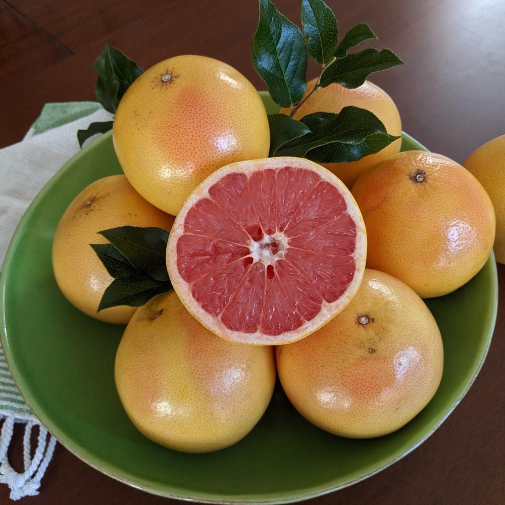 Ruby Red Grapefruit direct from Florida