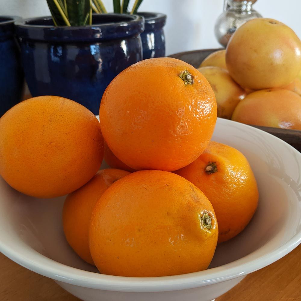 Honeybells the Sweetest, Juiciest Citrus White Flower Farm