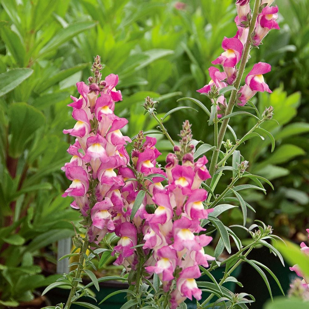 Antirrhinum Debutante White Flower Farm