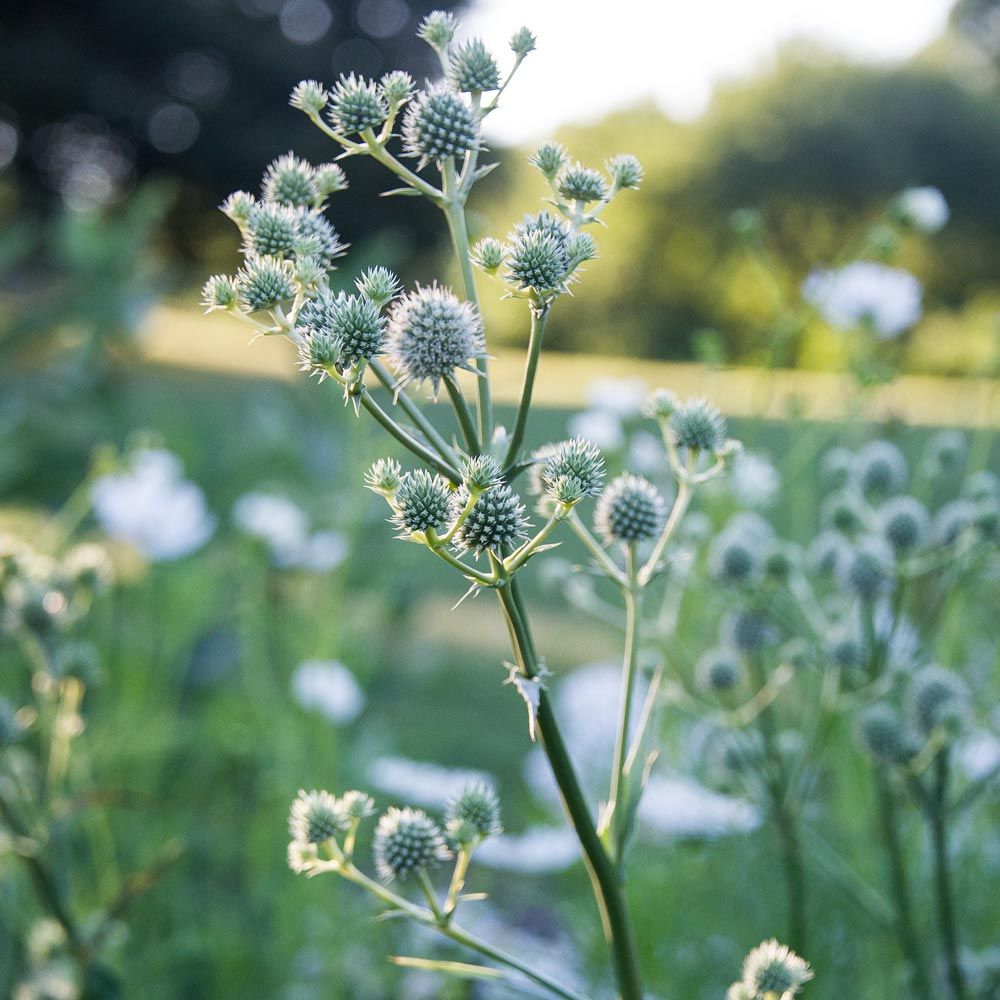 Eryngium yuccifolium White Flower Farm