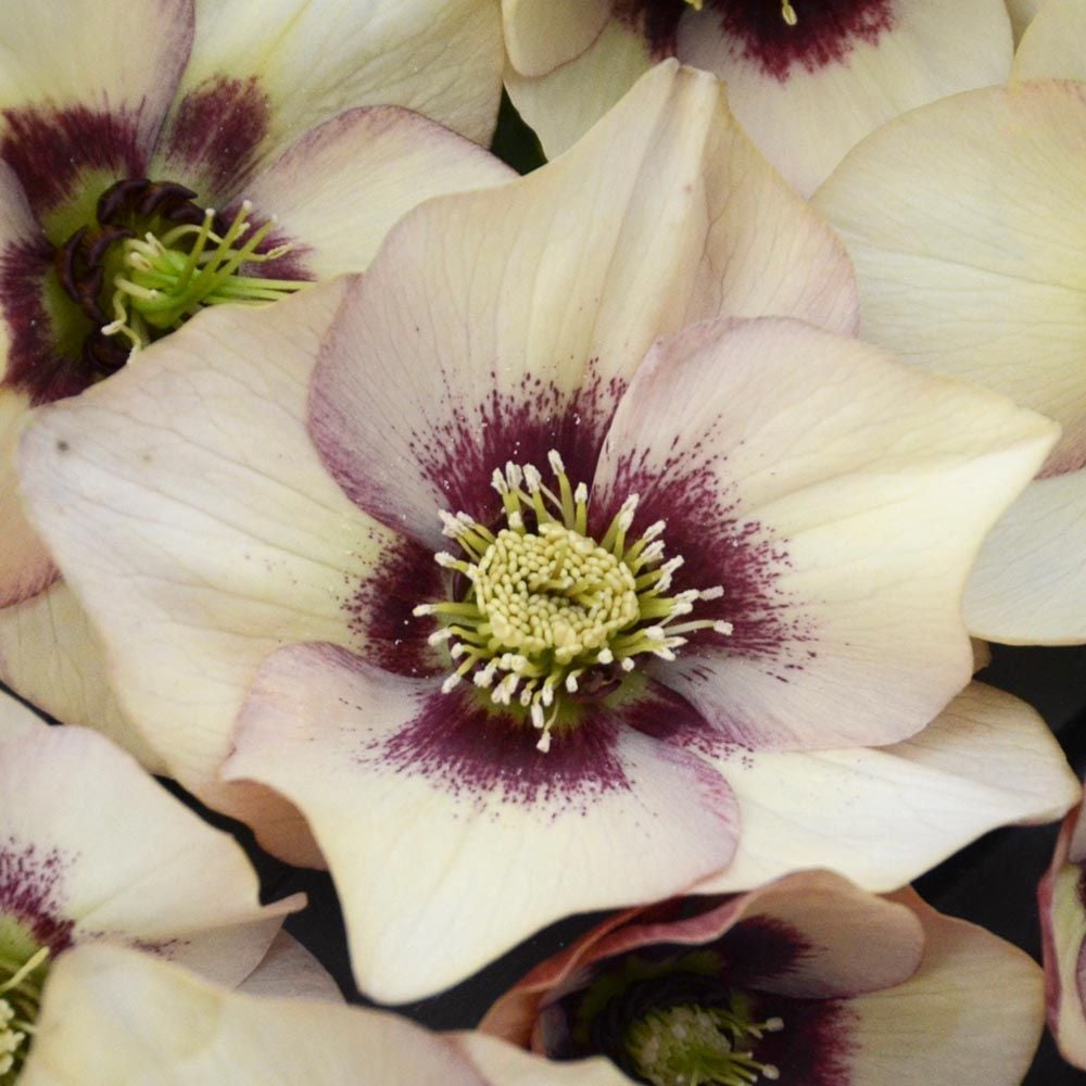 Helleborus Honeymoon® 'Sandy Shores'