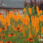  Kniphofia 'Mango Popsicle'