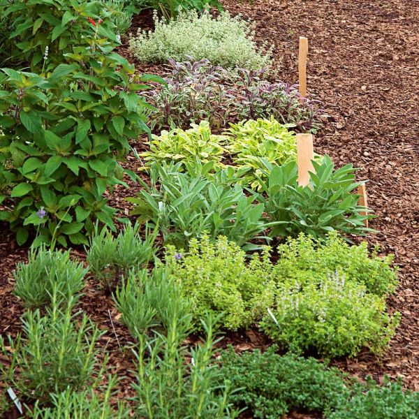 Culinary Herb Garden White Flower Farm