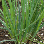  Chives