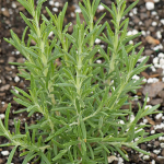  Rosemary 'Arp'