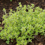  Lemon Thyme