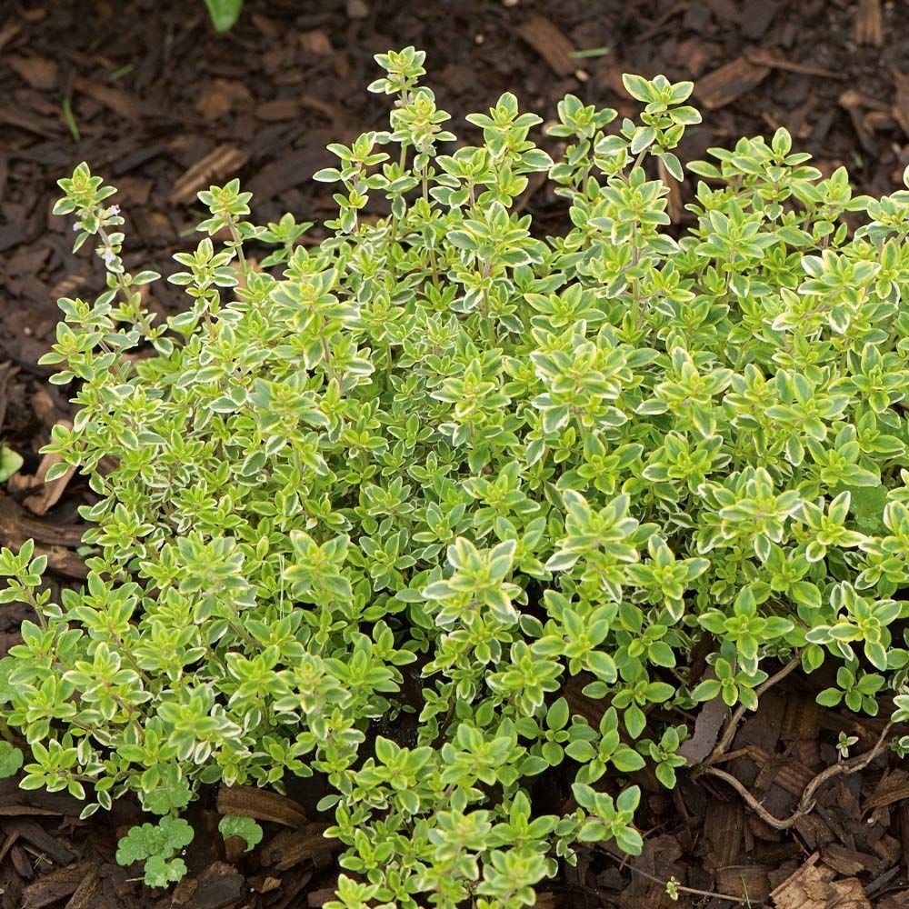 Lemon Thyme