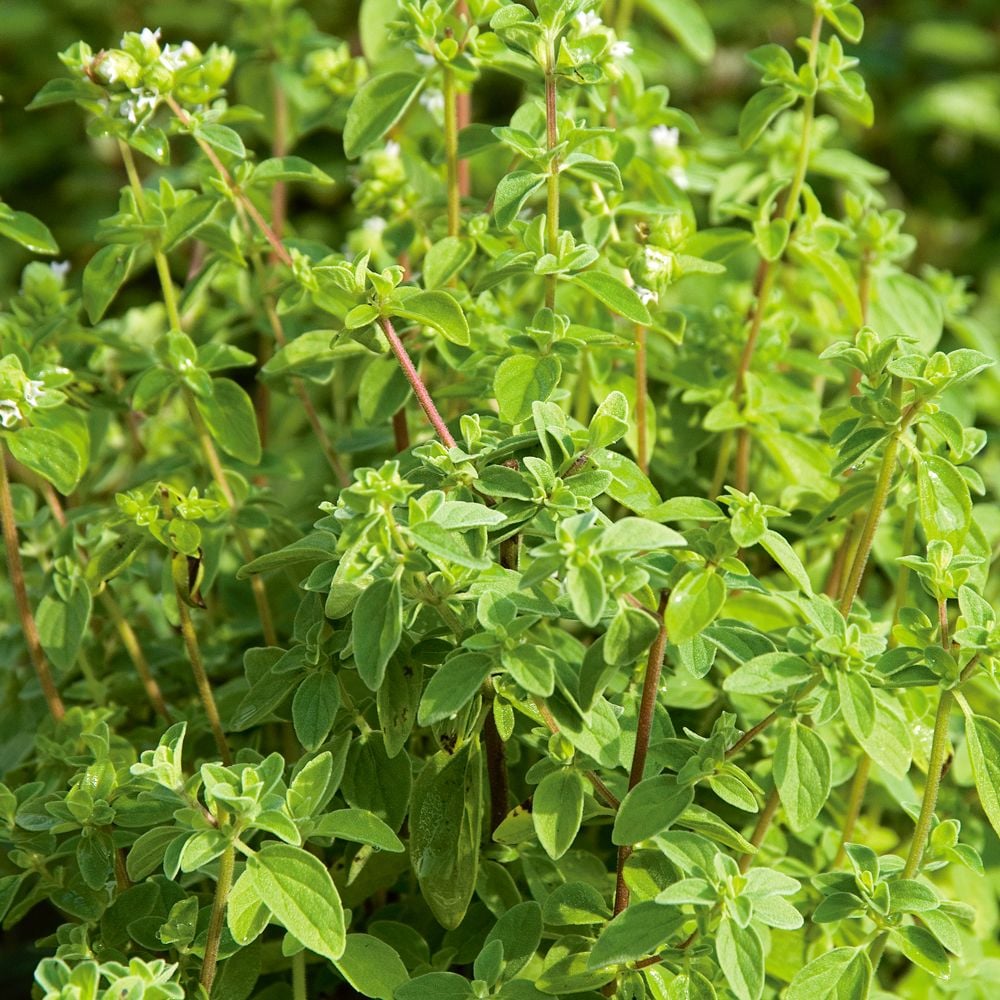 Italian Oregano