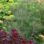  Bronze Fennel