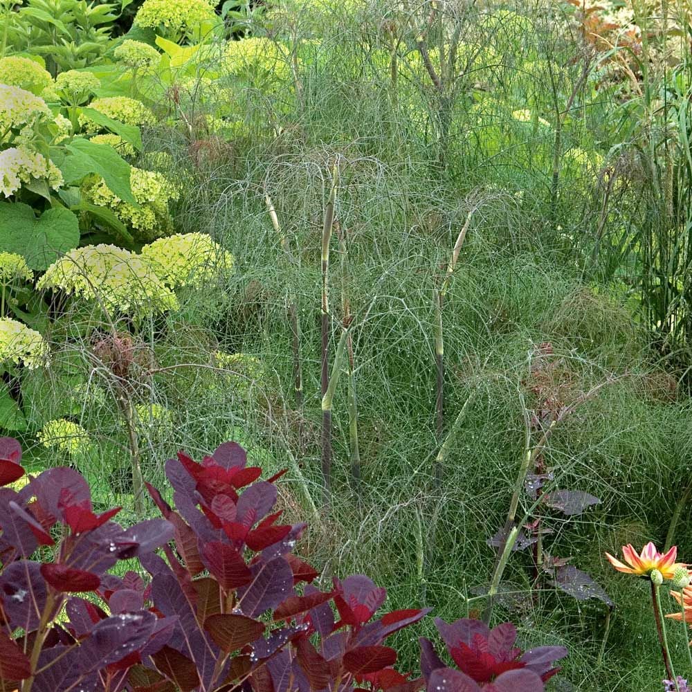 Bronze Fennel