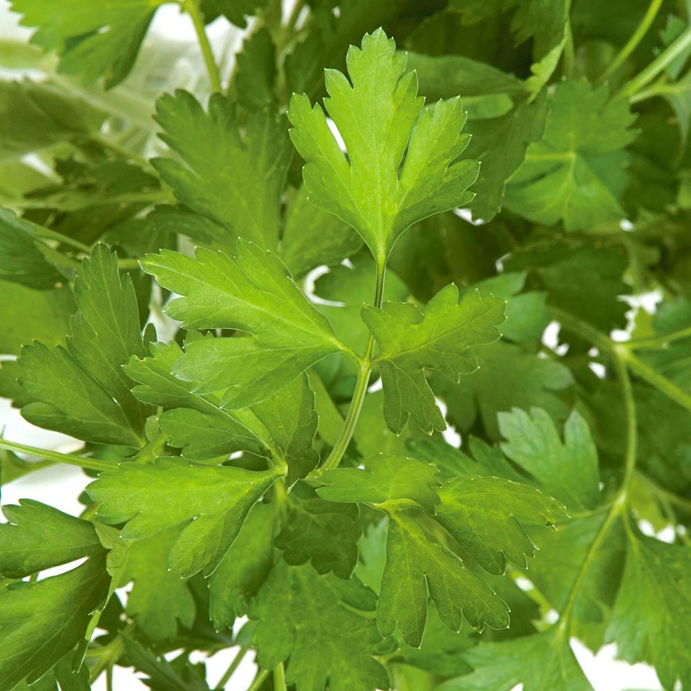 Flat-leaf Parsley