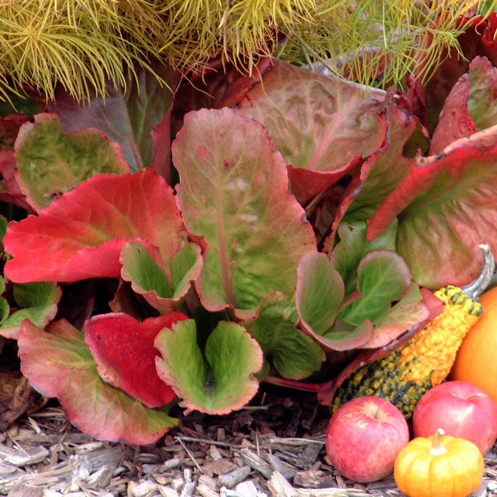 Bergenia Cordifolia Winter Glow White Flower Farm