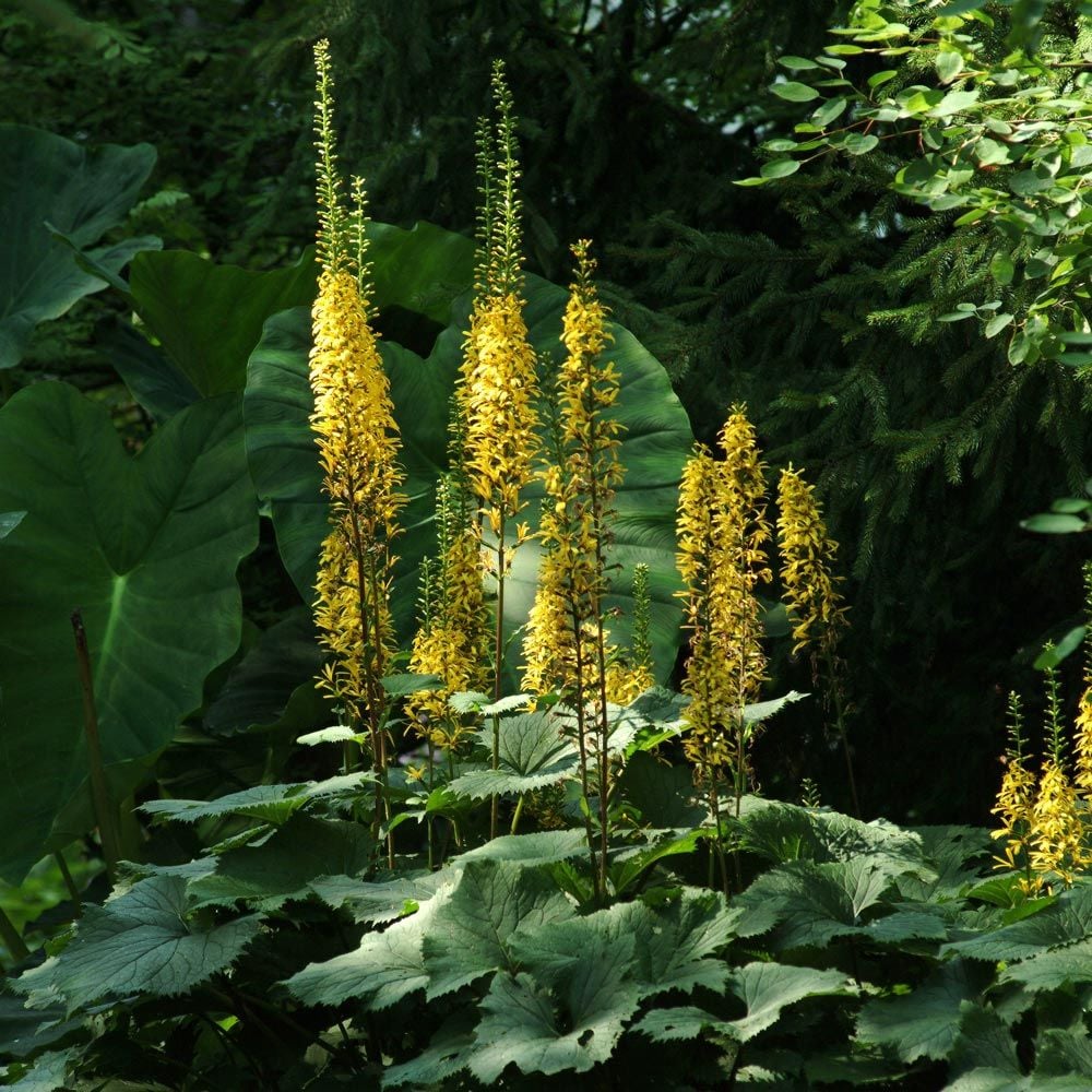 Ligularia 'The Rocket'