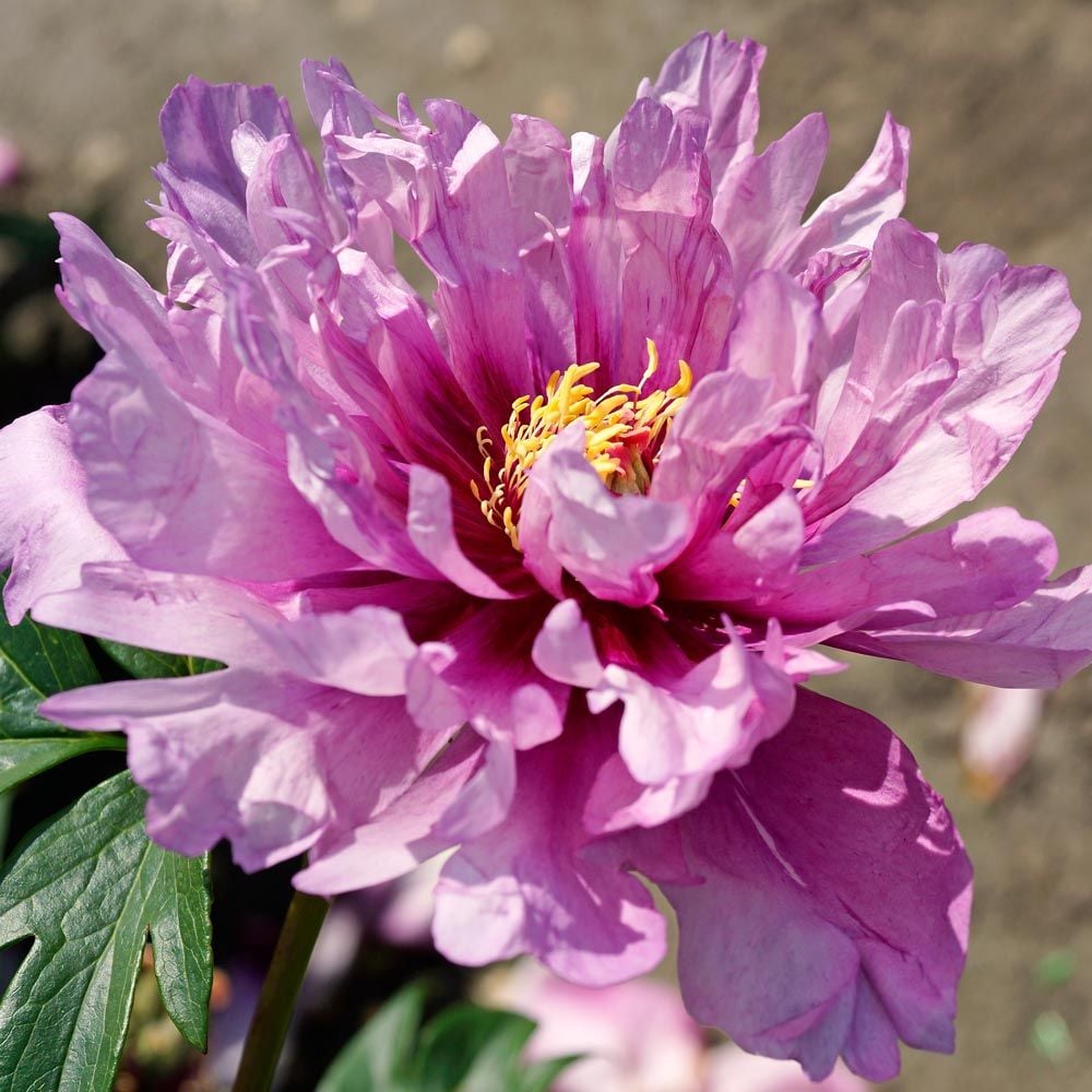 Peony 'First Arrival' - Itoh Peony
