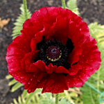  Papaver 'Heartbeat'