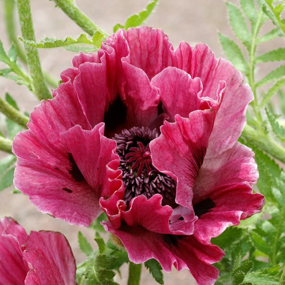Papaver orientale Harlem White Flower Farm