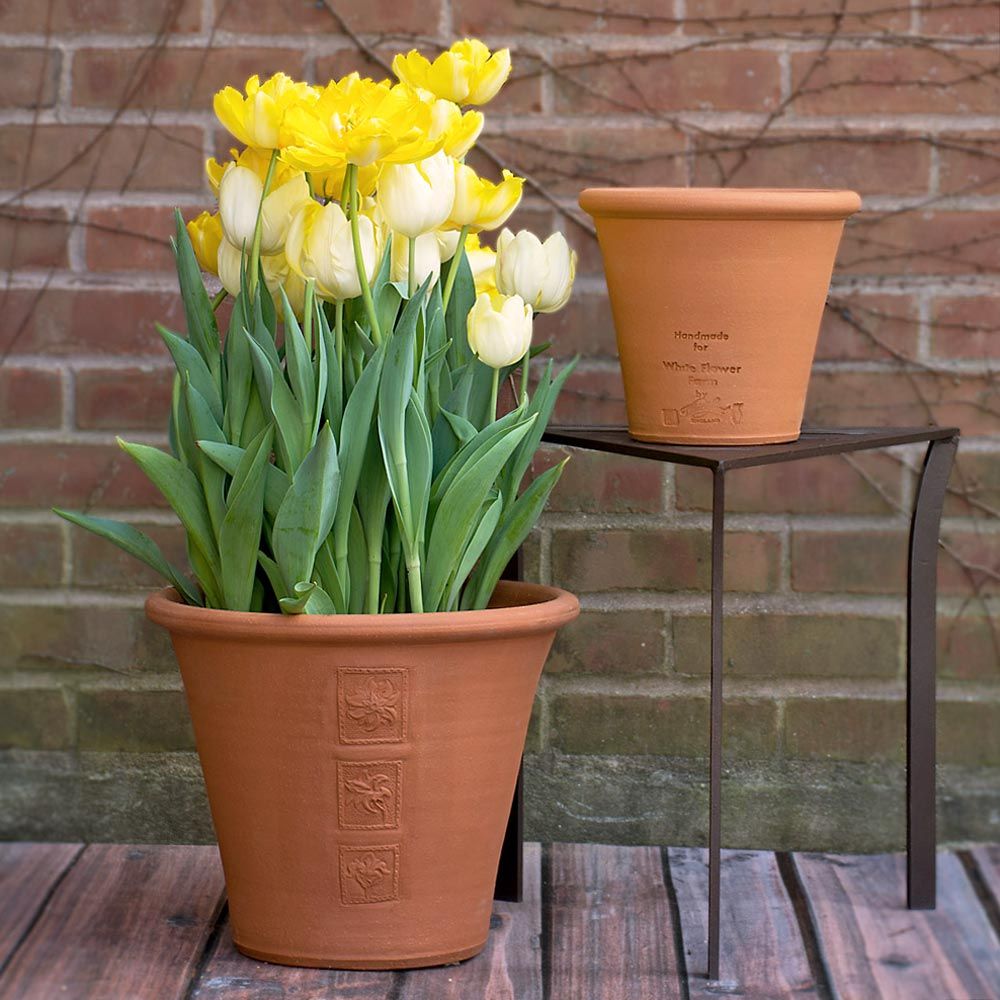 White Flower Farm Anniversary Pot White Flower Farm