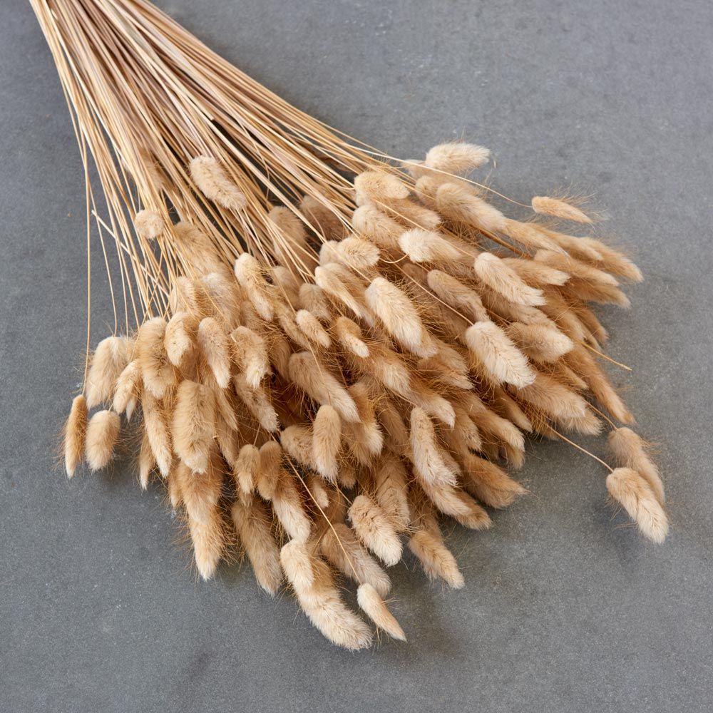 Natural Bunny tails White Flower Farm