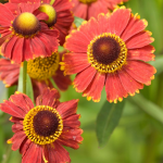  Helenium autumnale 'Helena Red Shades'