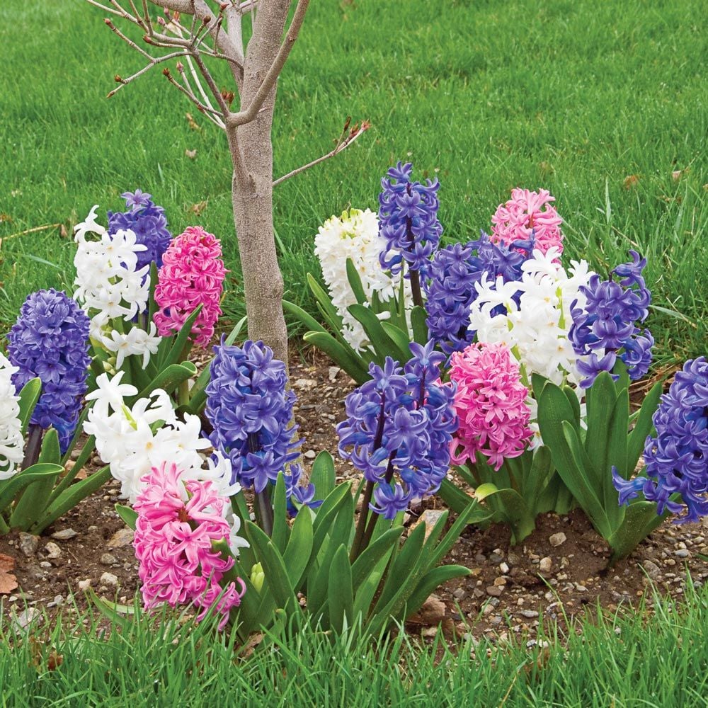 Hyacinthus May Day Bouquet Mix White Flower Farm