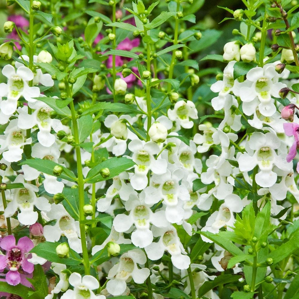 Kritisk Bemyndigelse filter Angelonia angustifolia Archangel™ White | White Flower Farm