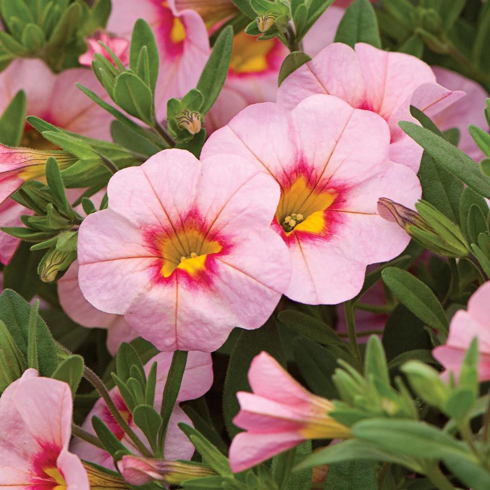 Calibrachoa Aloha Tiki Soft Pink White Flower Farm