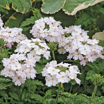  Verbena EnduraScape™ White Blush