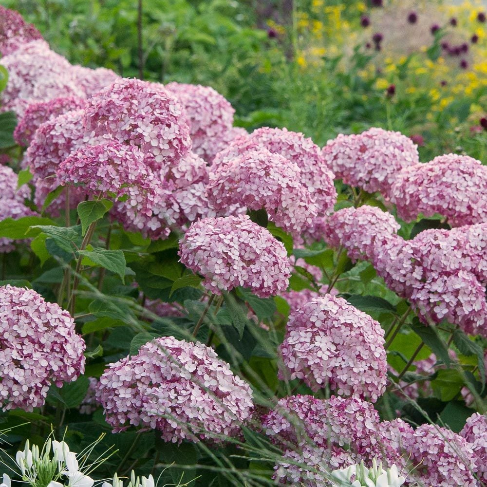 Hydrangea arborescens Incrediball® Blush