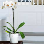  White Moth Orchid in 5