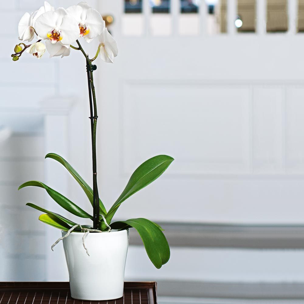 White Moth Orchid | White Flower Farm