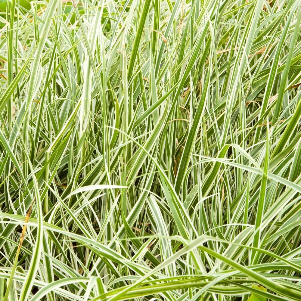 Ornamental Grass: Pennisetum setaceum 'Sky Rocket'