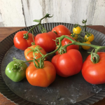  Tomato 'Bloody Butcher'