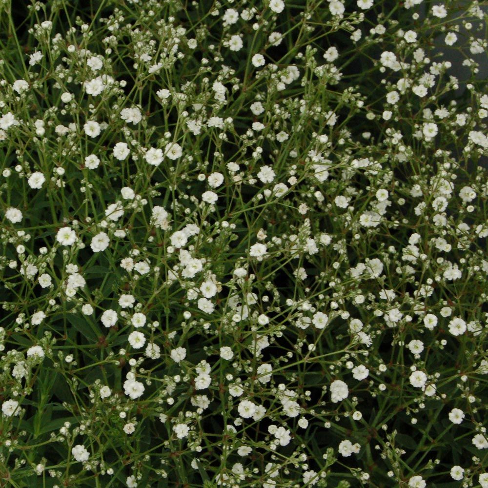 Gypsophila Summer Sparkles® White Flower Farm