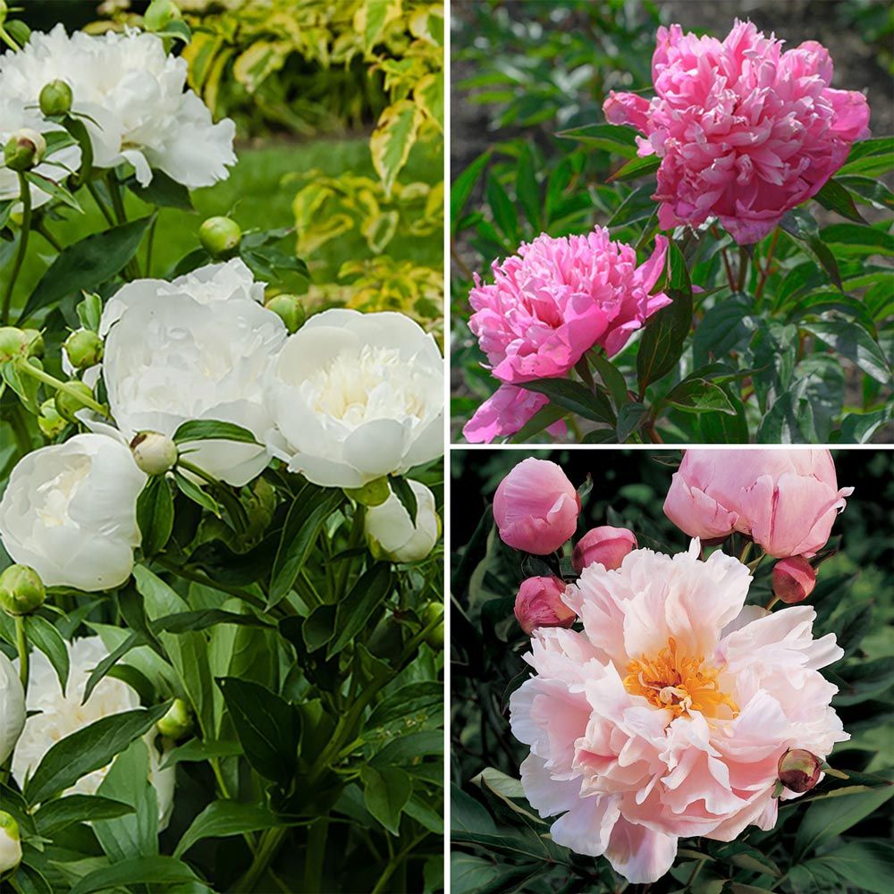 Heirloom Fragrant Peony Trio