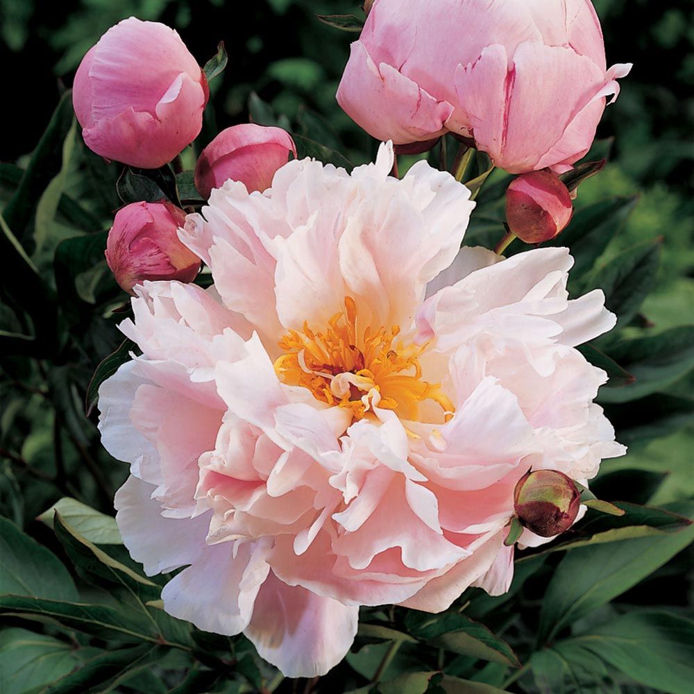 Fragrant Peony Collection White Flower Farm