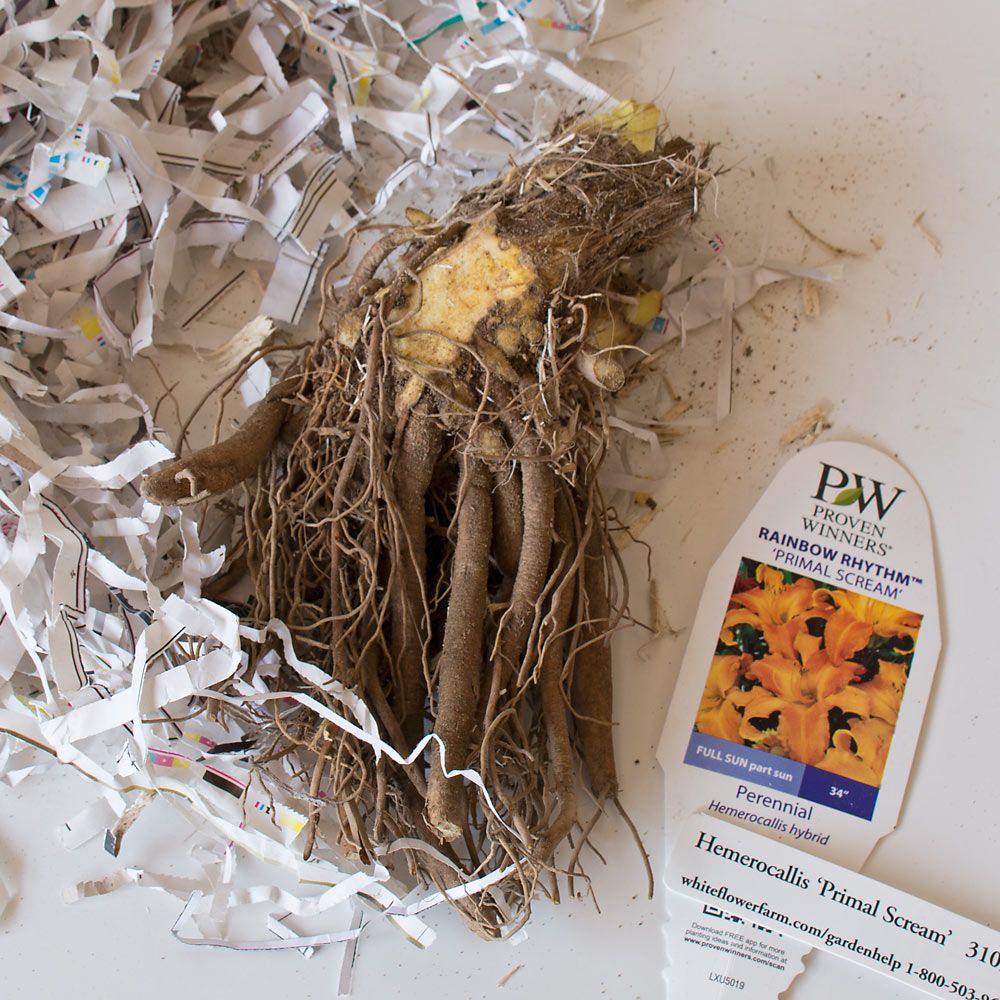 Hemerocallis Rainbow Rhythm® 'Primal Scream' | White Flower Farm