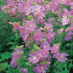  Malva alcea var. fastigiata