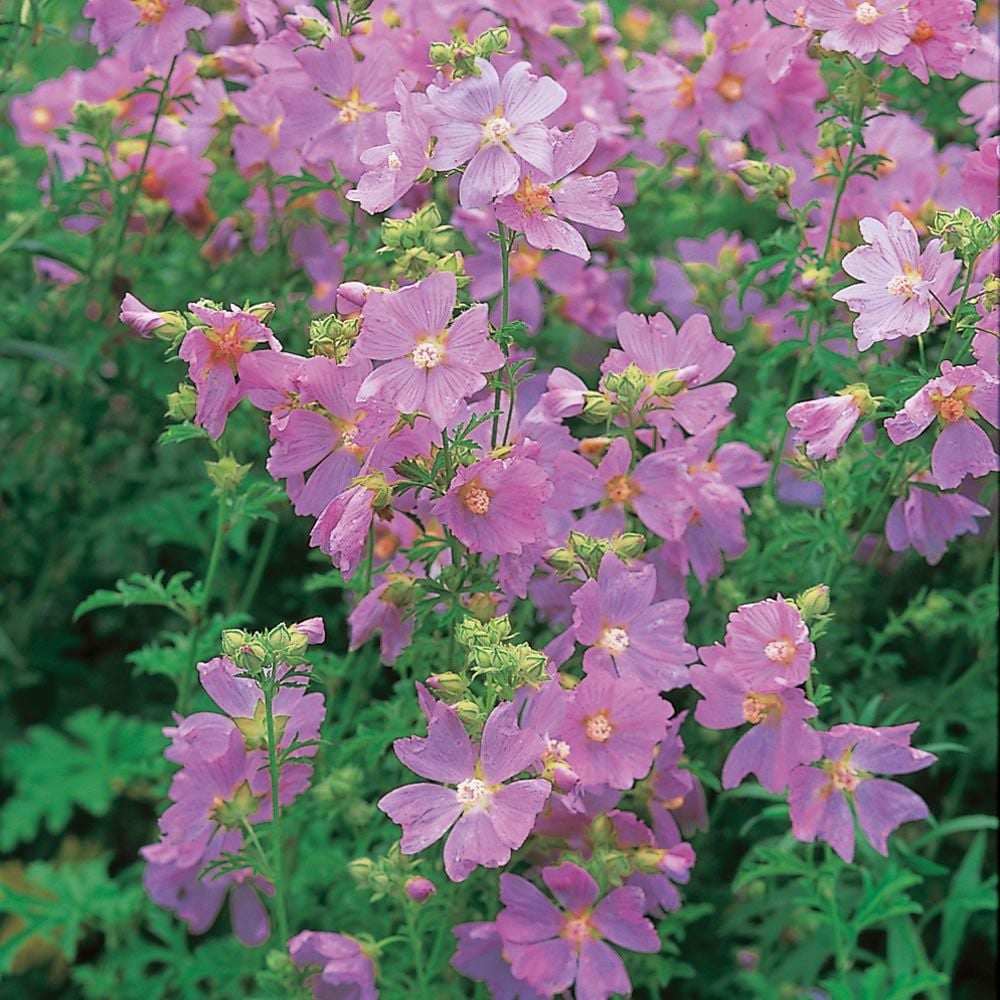 Malva alcea var. fastigiata