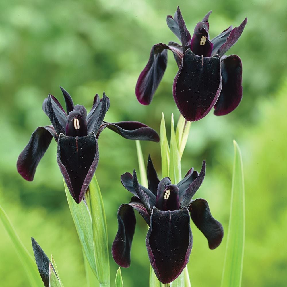 Iris chrysographes black-flowered