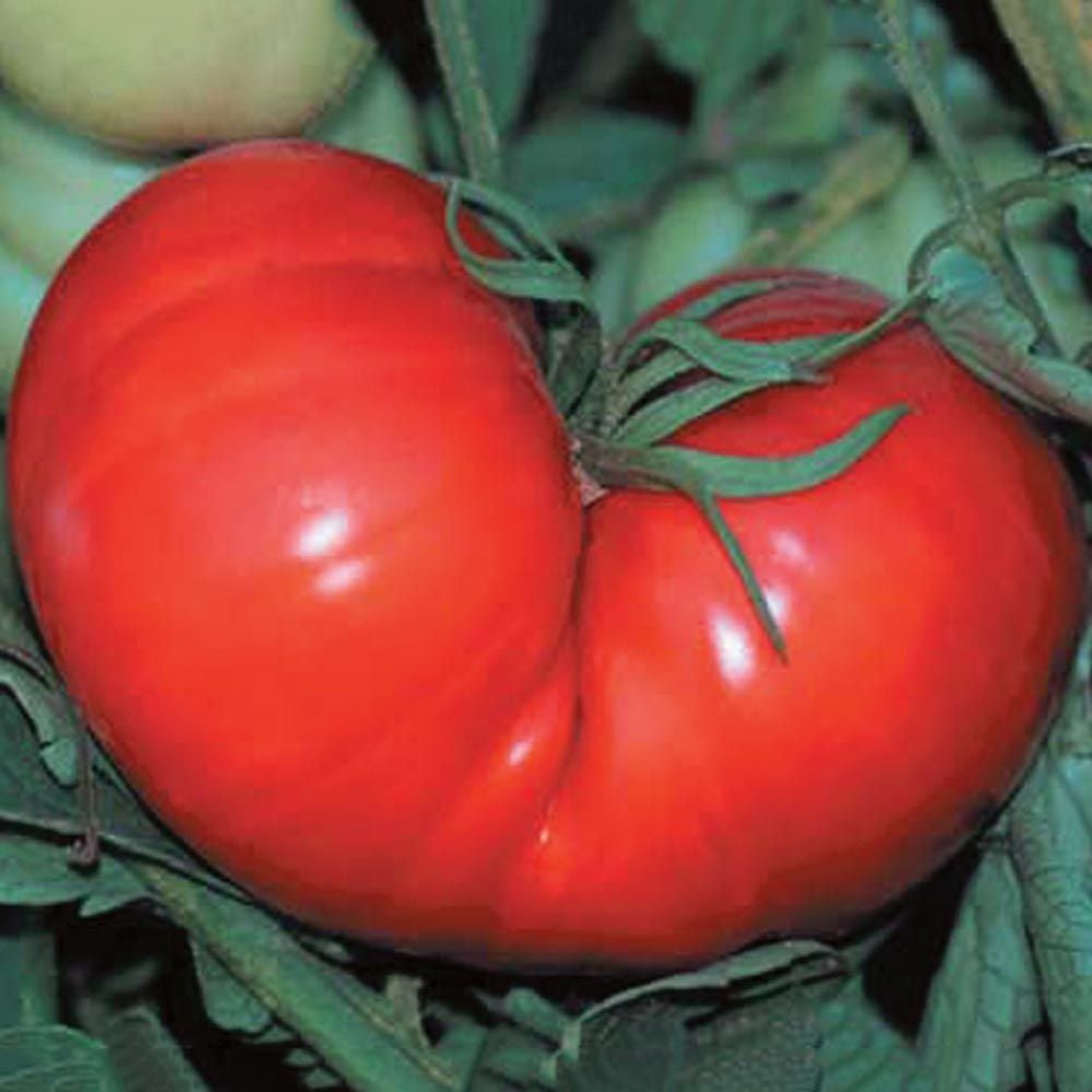 Tomato Seeds - Beefsteak - Large Heirloom Variety – Fuschia Designs Shop