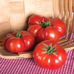  Tomato Heirloom Marriage™ 'Genuwine'