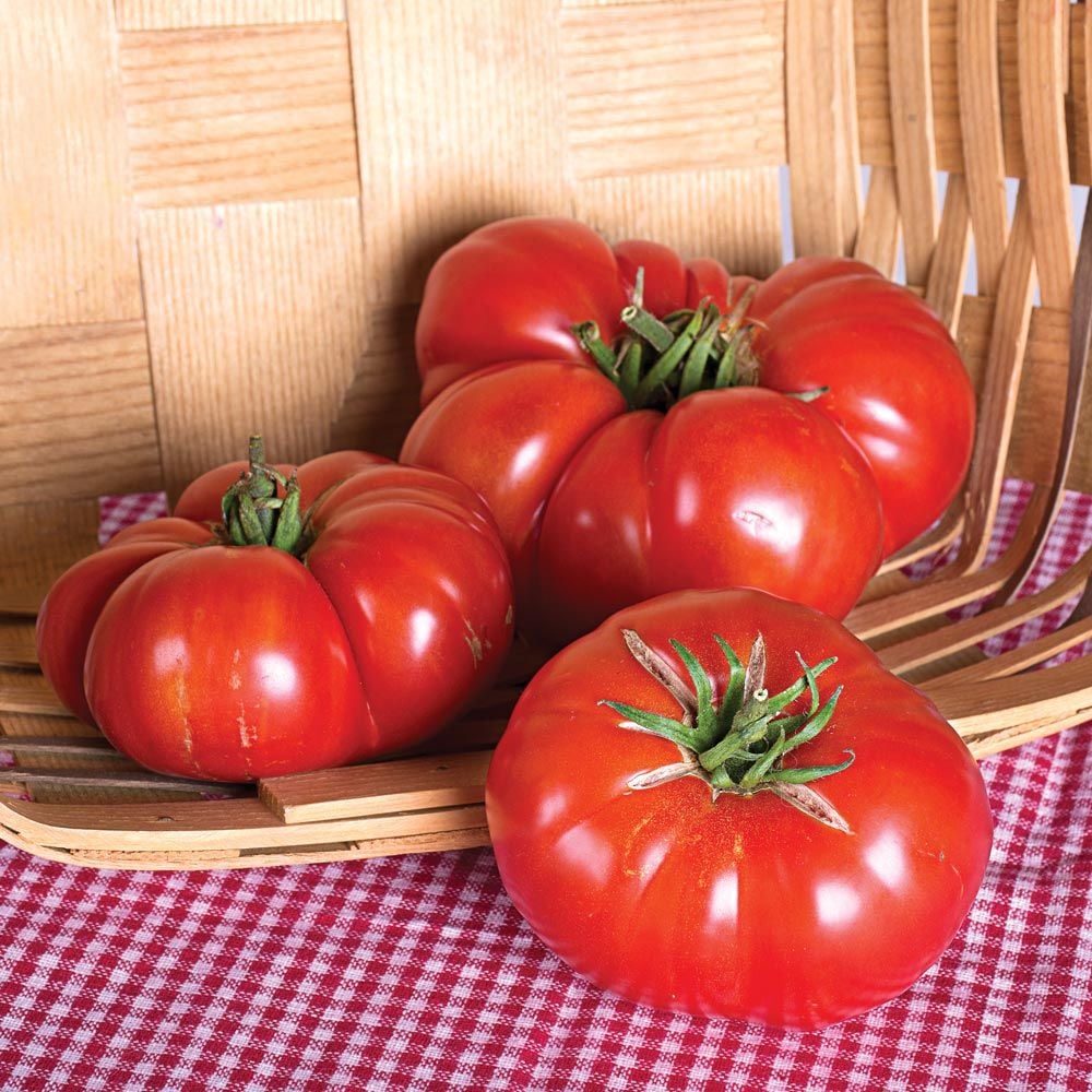 Tomato - Nevada Slicer